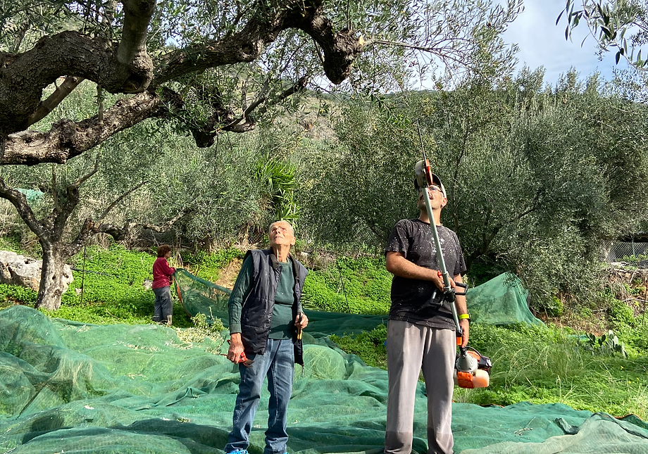 Kapping av greiner for å få ned oliven fra treet